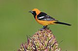 Hooded Oriole